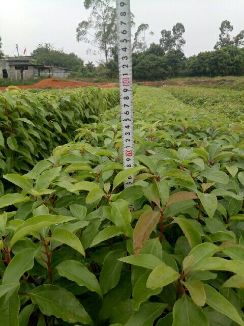 香樟小袋苗，香樟场地批发