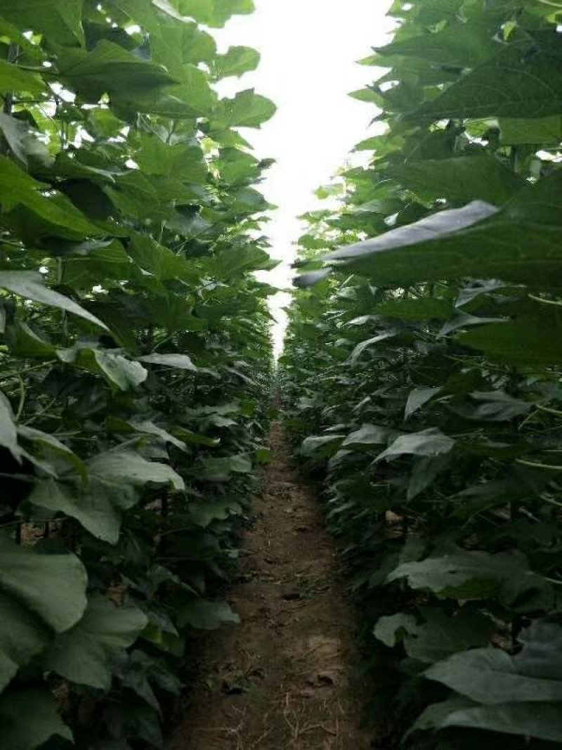 楸树小苗