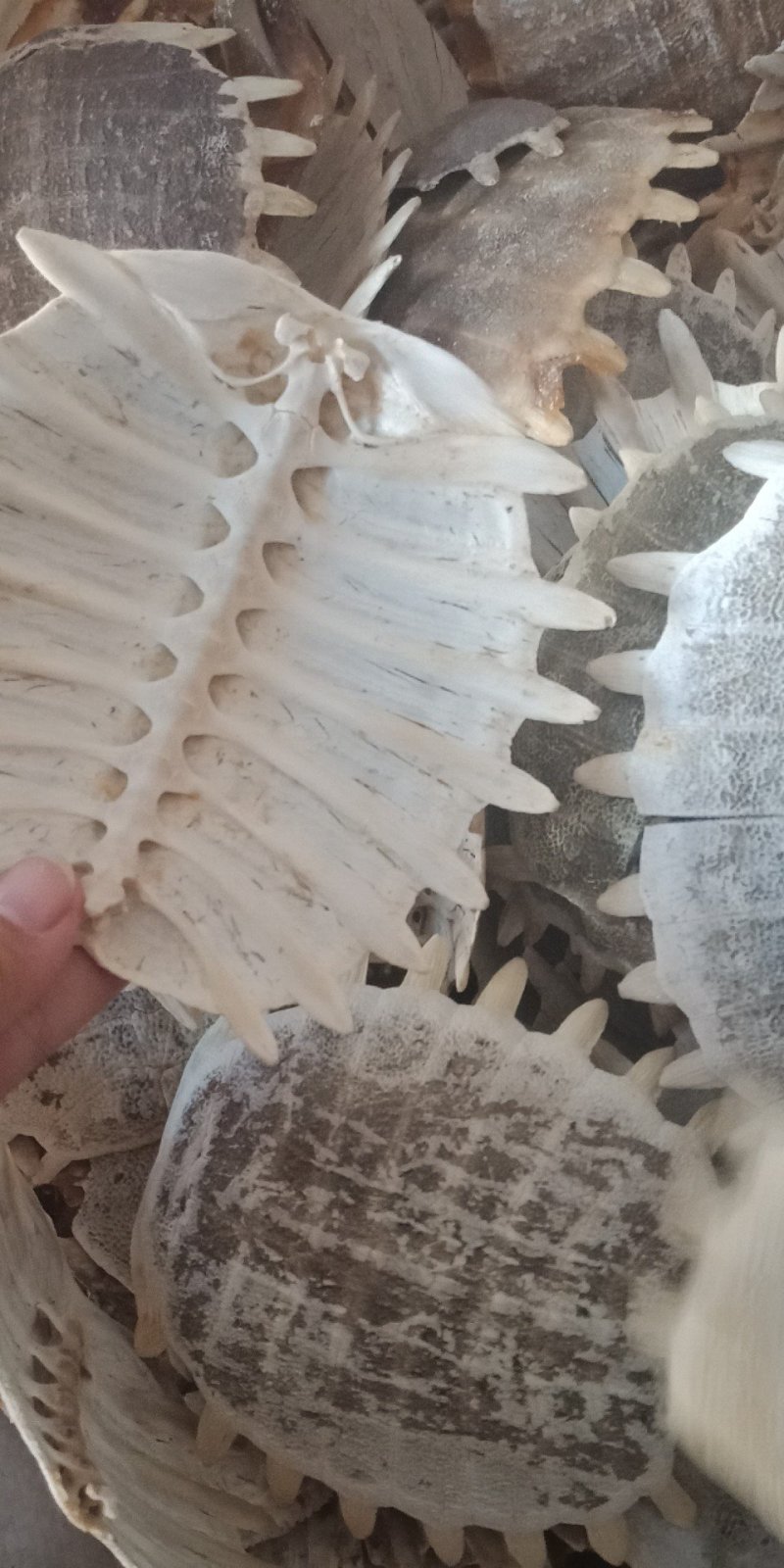 鳖甲生鳖甲统货批发零售各种规格中药材鳖甲