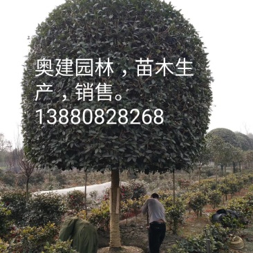 樱花树
