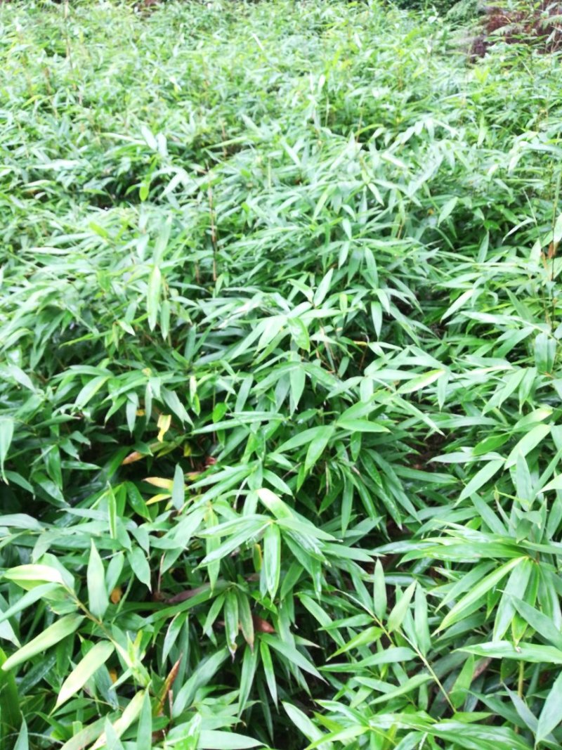 方竹苗两年苗0.9元每颗