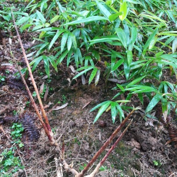 方竹苗两年苗0.9元每颗