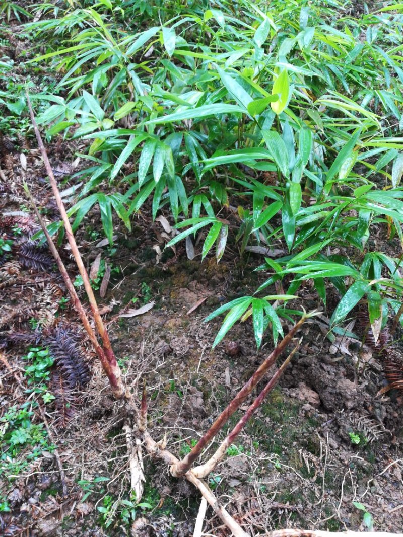 方竹苗两年苗0.9元每颗