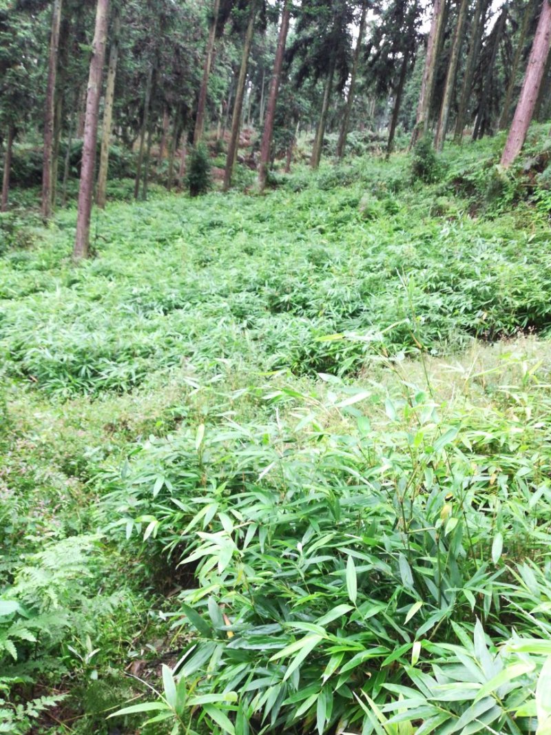 方竹苗两年苗0.9元每颗