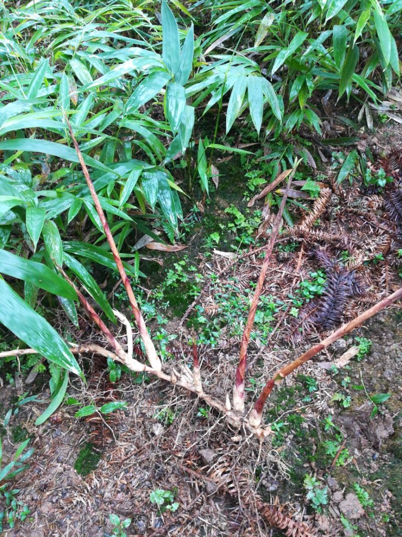 方竹苗两年苗0.9元每颗
