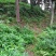 方竹苗两年苗0.9元每颗