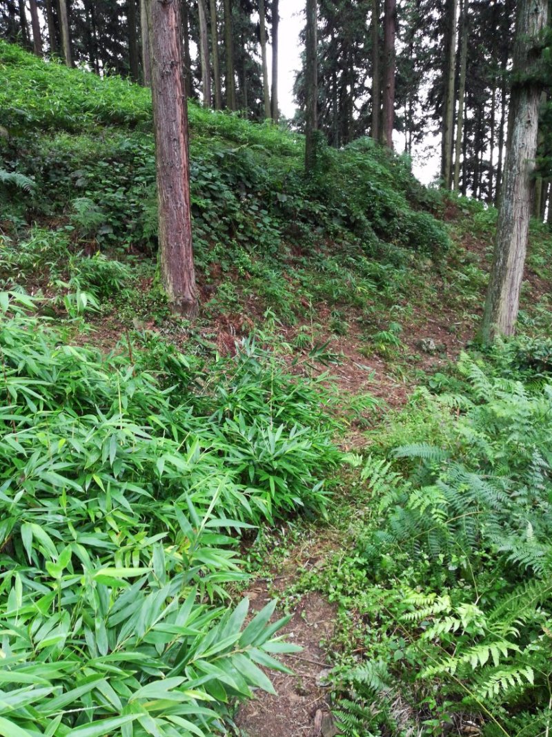 方竹苗两年苗0.9元每颗