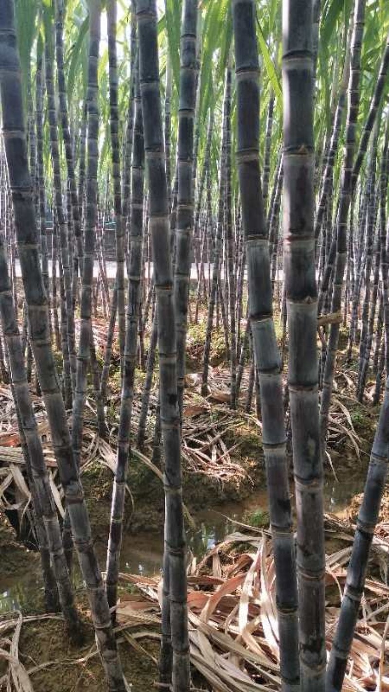 【精选】黑皮甘蔗产地直供一手货源价格公道品质保证