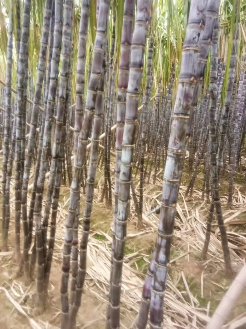 【精选】黑皮甘蔗产地直供一手货源价格公道品质保证