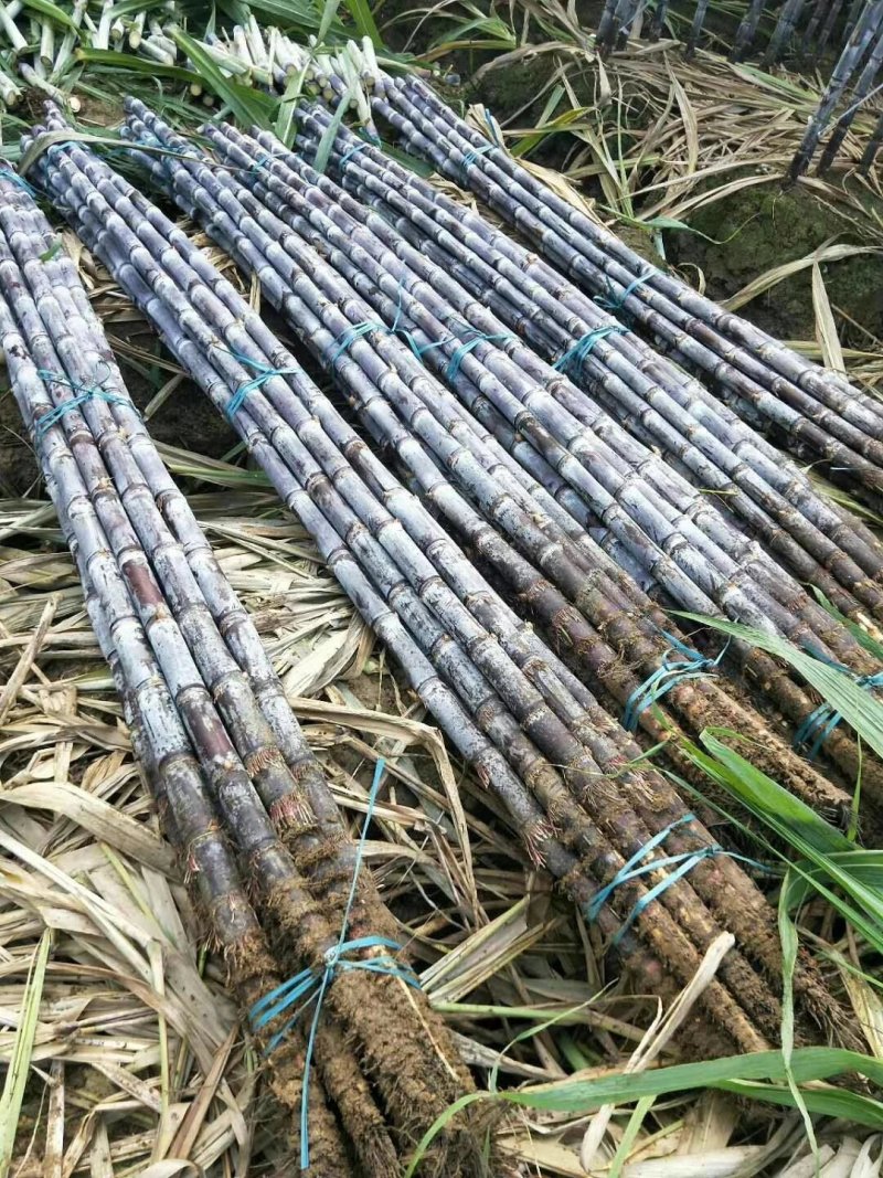 【精选】黑皮甘蔗产地直供一手货源价格公道品质保证