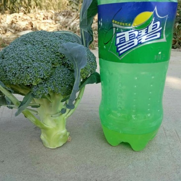 百亩优质西兰花