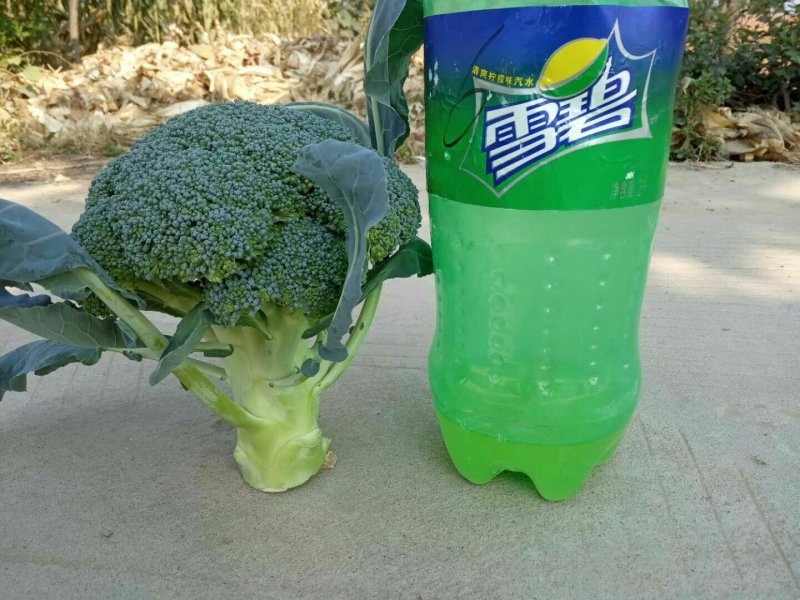 百亩优质西兰花