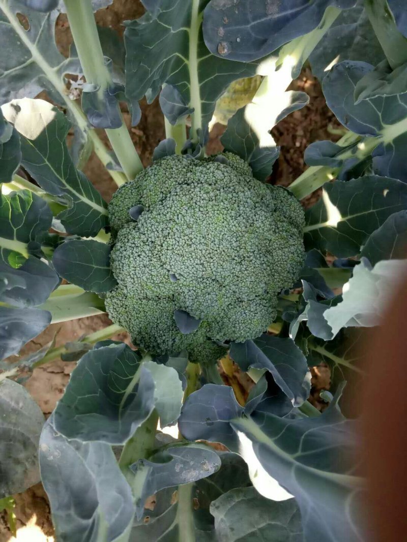 百亩优质西兰花