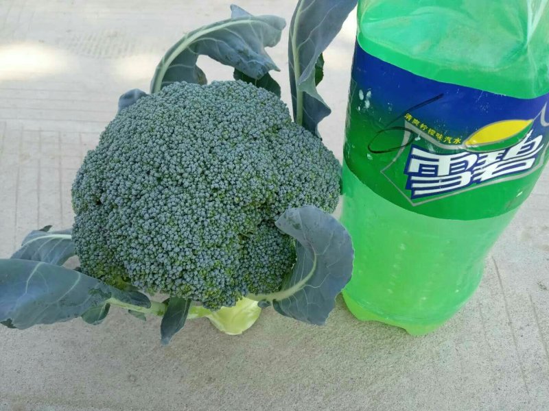百亩优质西兰花
