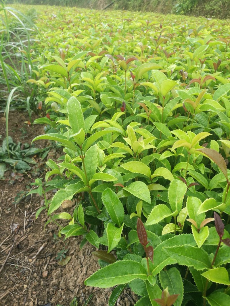 苗桂花树苗庭院植物八月桂苗，金桂，根系发达粗壮