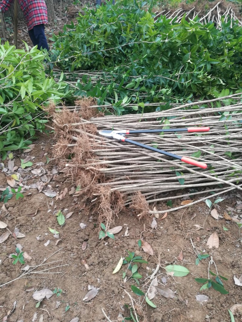 苗桂花树苗庭院植物八月桂苗，金桂，根系发达粗壮