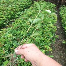 苗桂花树苗庭院植物八月桂苗，金桂，根系发达粗壮