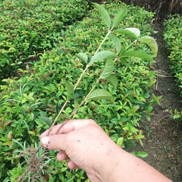 苗桂花树苗庭院植物八月桂苗，金桂，根系发达粗壮