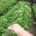 苗桂花树苗庭院植物八月桂苗，金桂，根系发达粗壮
