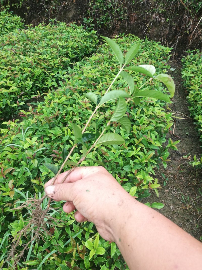 苗桂花树苗庭院植物八月桂苗，金桂，根系发达粗壮