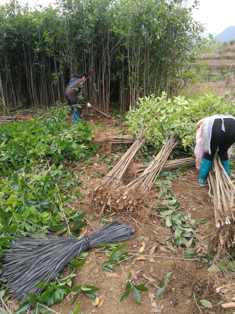 苗桂花树苗庭院植物八月桂苗，金桂，根系发达粗壮