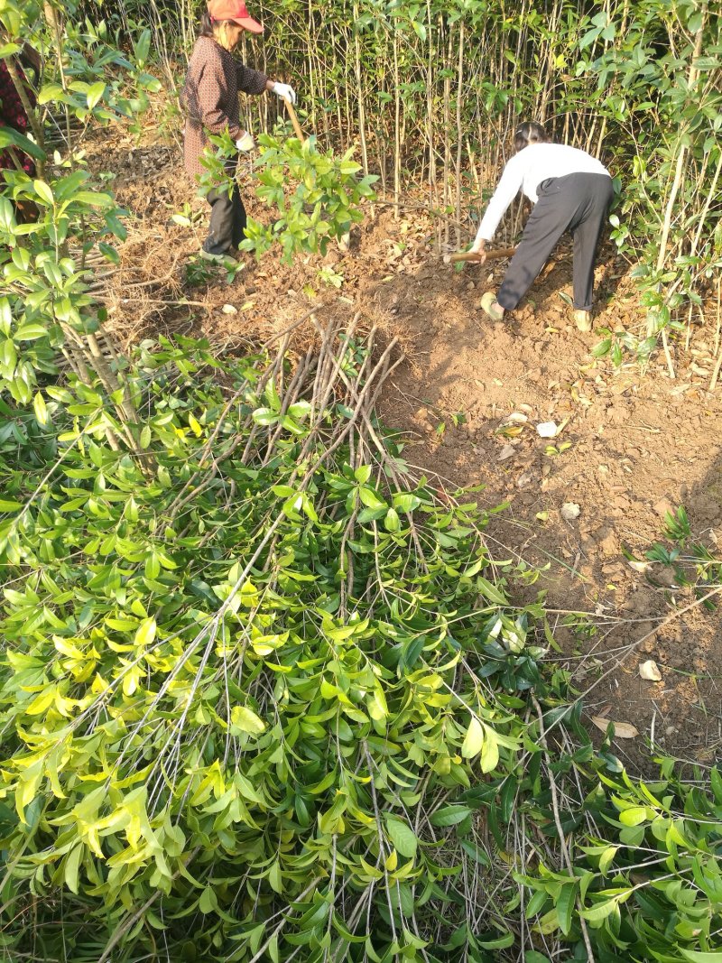 苗桂花树苗庭院植物八月桂苗，金桂，根系发达粗壮