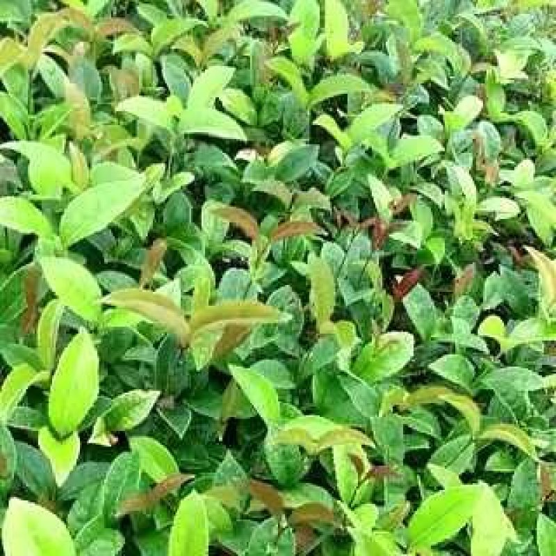 苗桂花树苗庭院植物八月桂苗，金桂，根系发达粗壮