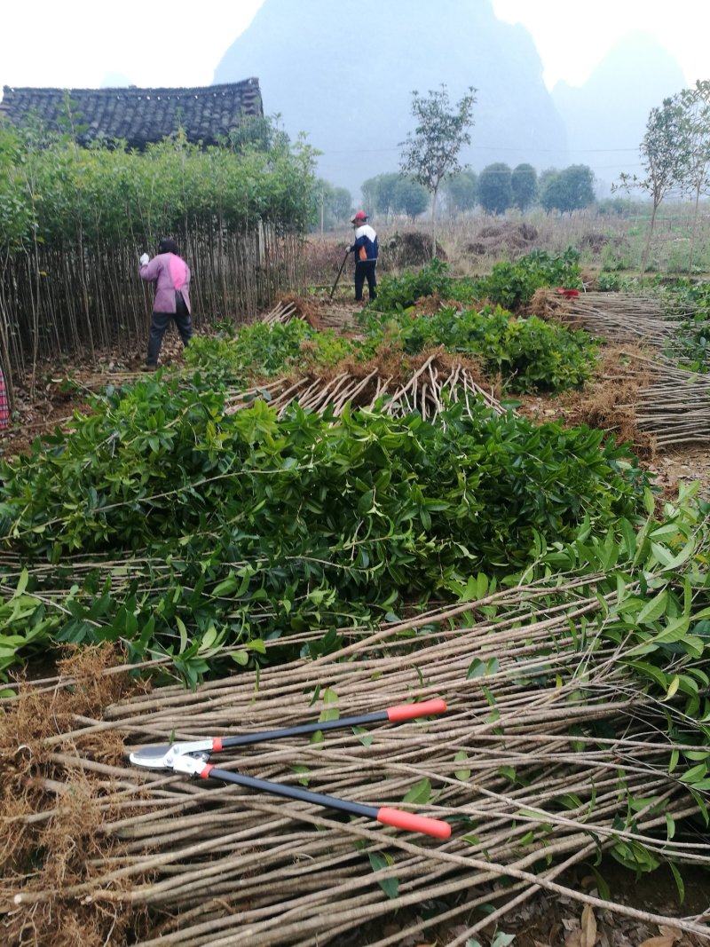 苗桂花树苗庭院植物八月桂苗，金桂，根系发达粗壮