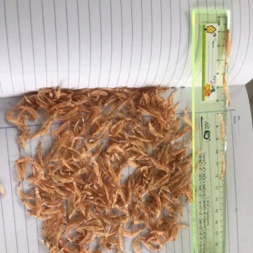 虾皮一级