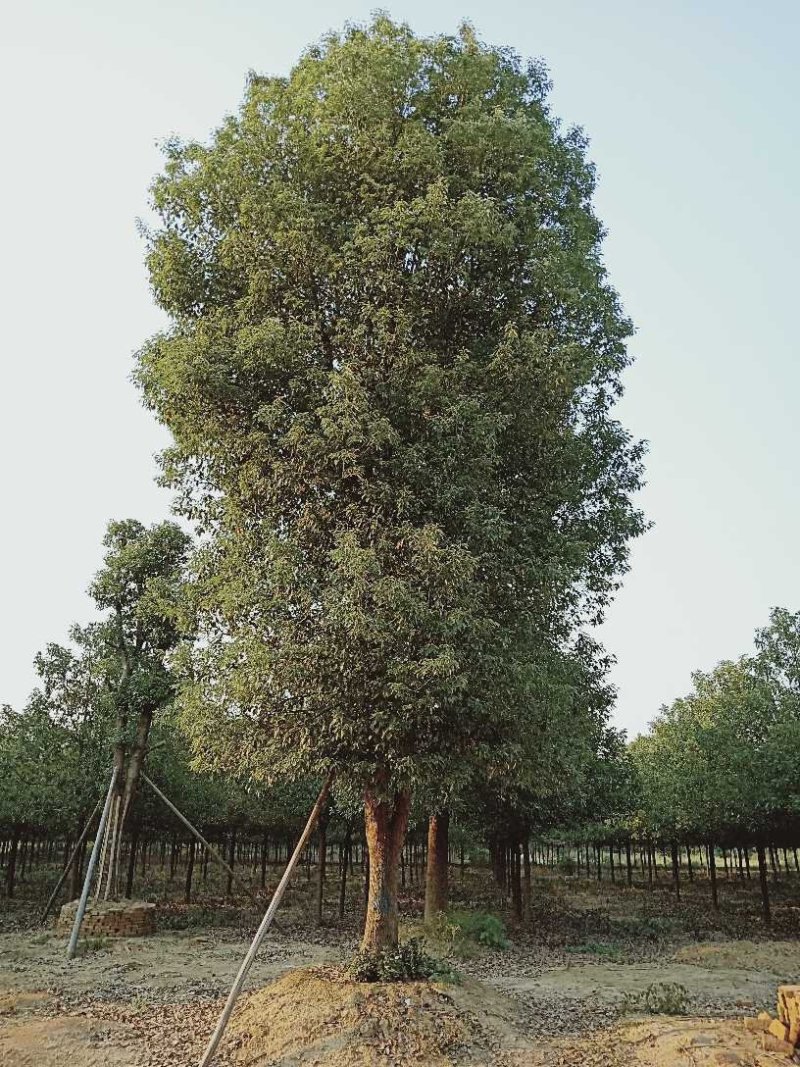 益阳迎风桥香樟质量保证手续齐全