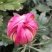 大菊花待售
