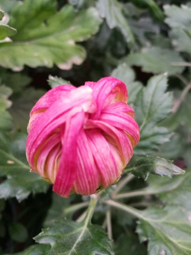 大菊花待售
