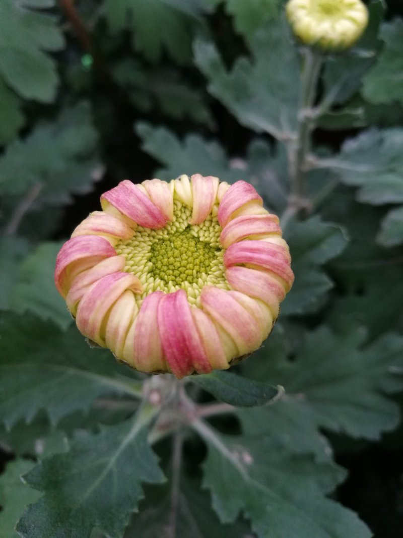大菊花待售