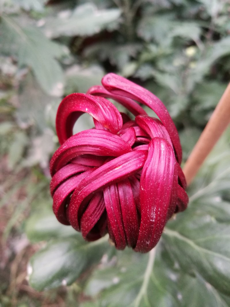 大菊花待售