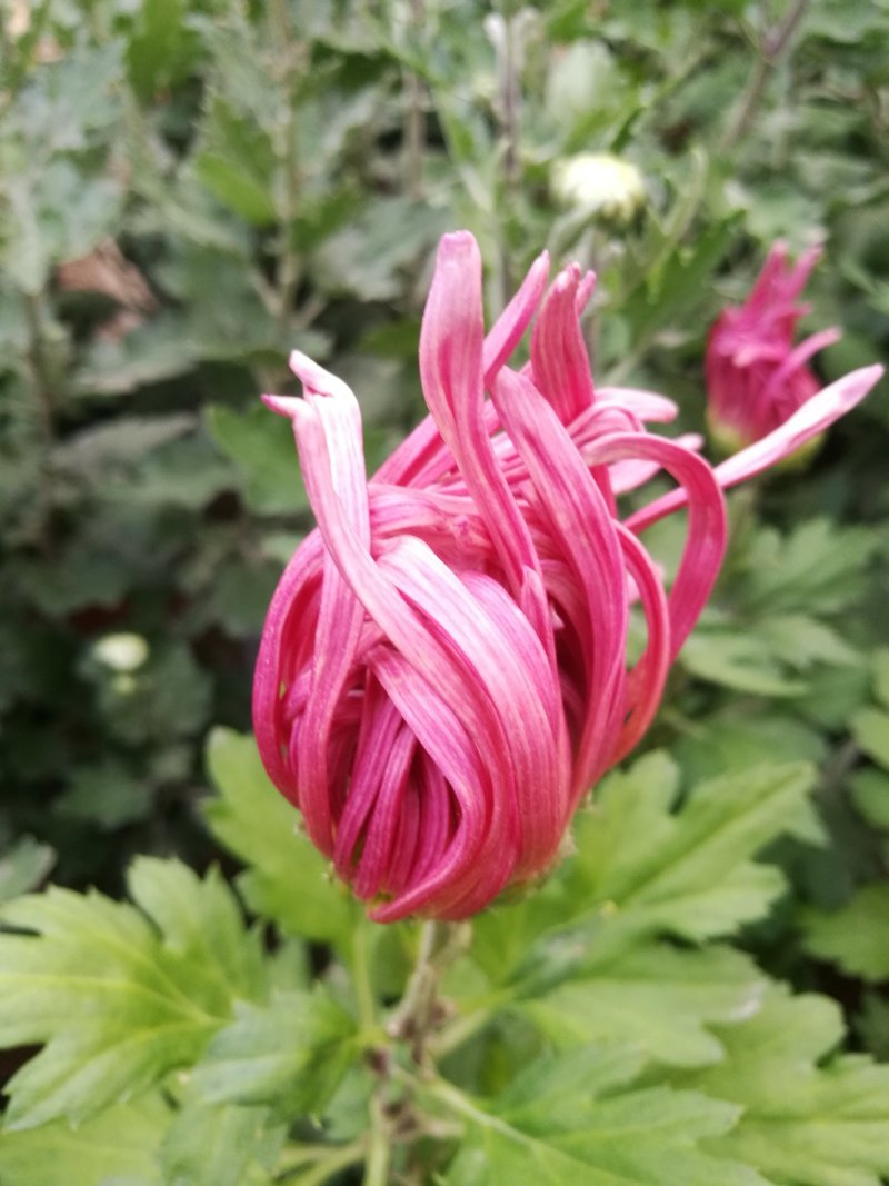 大菊花待售