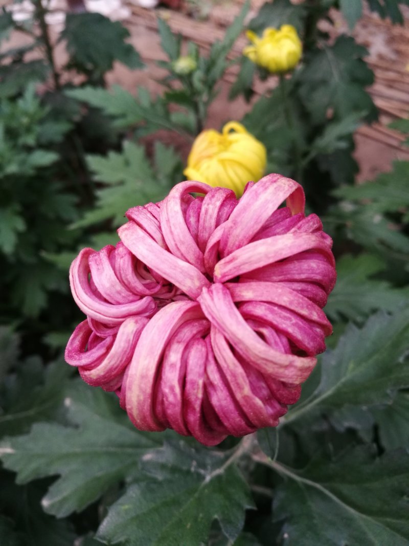 大菊花待售