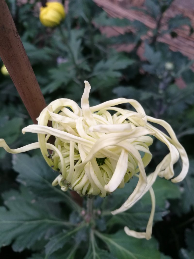 大菊花待售