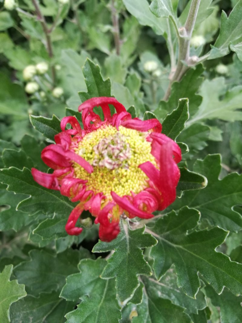 大菊花待售