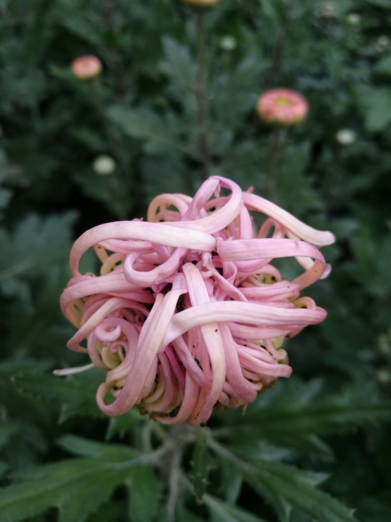 大菊花待售