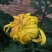 大菊花待售