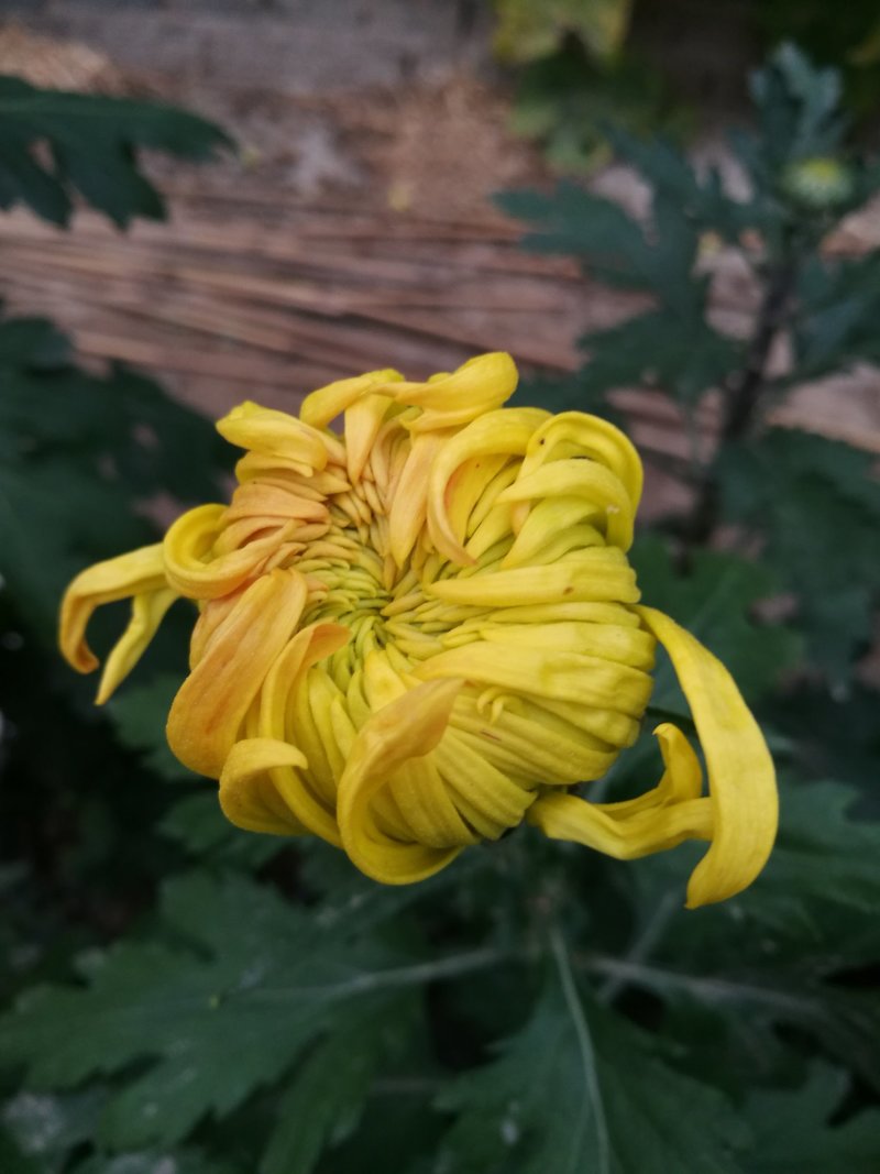 大菊花待售