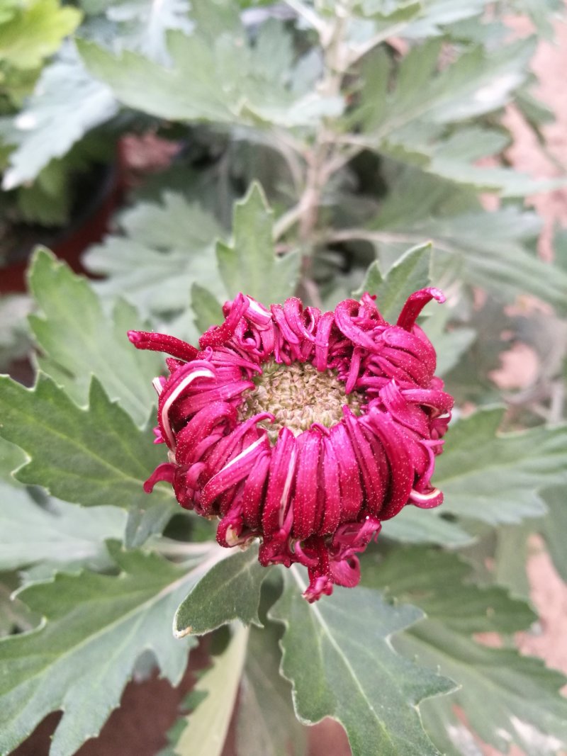 大菊花待售