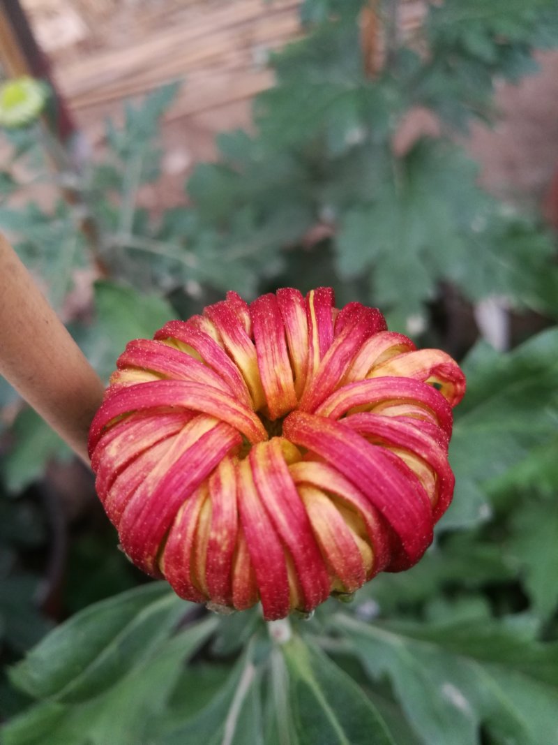 大菊花待售