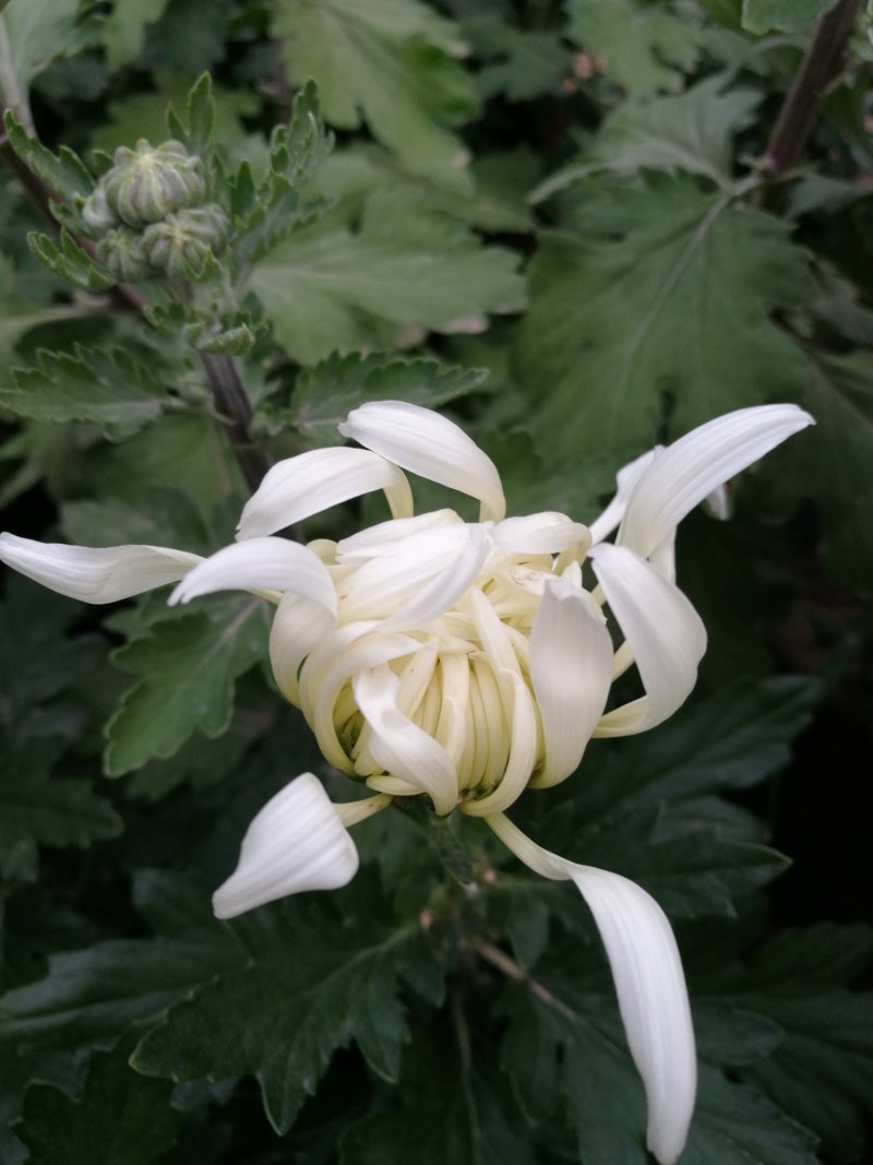 大菊花待售