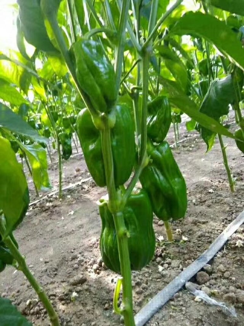 蔬菜