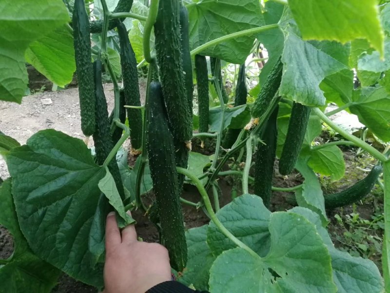 蔬菜