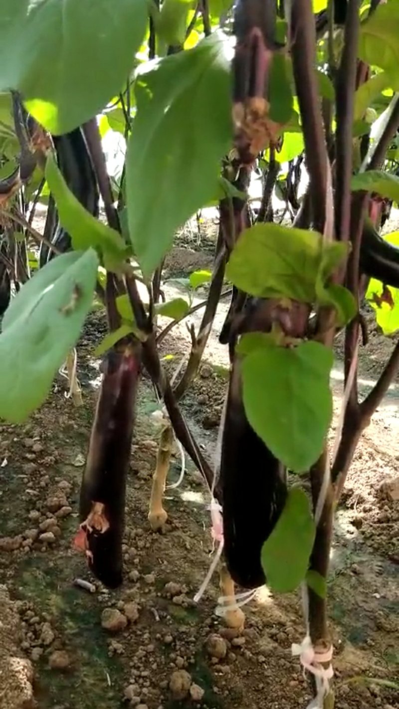 蔬菜