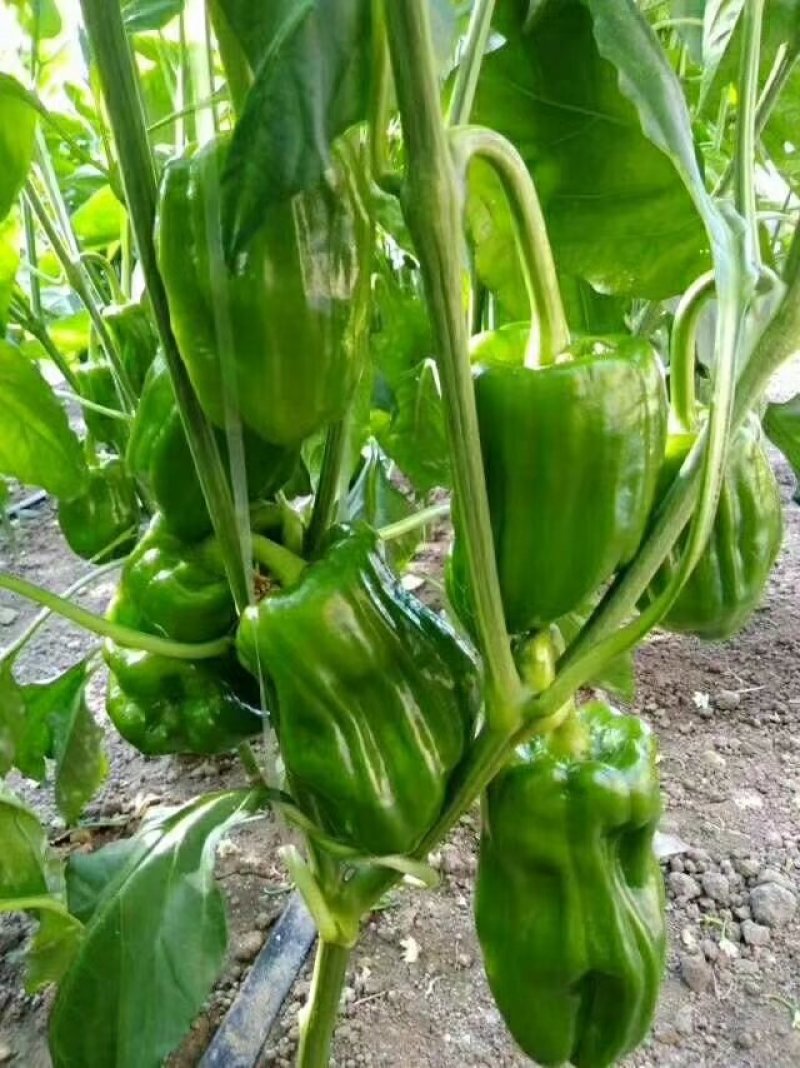 蔬菜