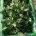 大叶菠菜15公分左右，小棵菠菜马上上市支持各种包装包邮