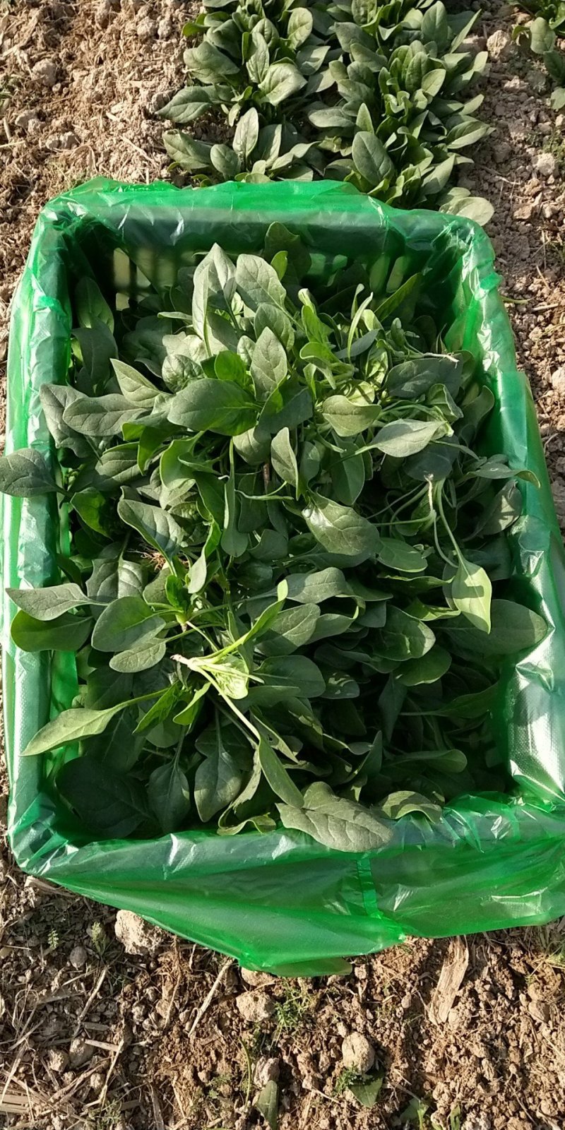 大叶菠菜15公分左右，小棵菠菜马上上市支持各种包装包邮